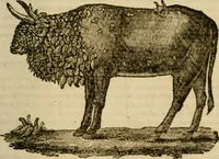 An illustration from The Repository of arts, literature, commerce, manufactures, fashions and politics (1809)