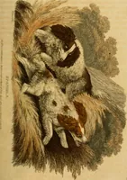 An illustration from The Repository of arts, literature, commerce, manufactures, fashions and politics (1809)