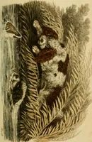 An illustration from The Repository of arts, literature, commerce, manufactures, fashions and politics (1809)