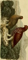 An illustration from The Repository of arts, literature, commerce, manufactures, fashions and politics (1809)