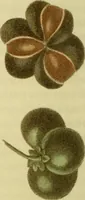 An illustration from The Repository of arts, literature, commerce, manufactures, fashions and politics (1809)
