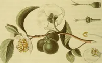 An illustration from The Repository of arts, literature, commerce, manufactures, fashions and politics (1809)