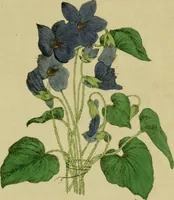 An illustration from The Repository of arts, literature, commerce, manufactures, fashions and politics (1809)