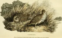 An illustration from The Repository of arts, literature, commerce, manufactures, fashions and politics (1809)