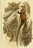 An illustration from The Repository of arts, literature, commerce, manufactures, fashions and politics (1809)