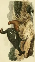 An illustration from The Repository of arts, literature, commerce, manufactures, fashions and politics (1809)