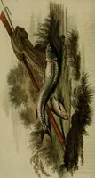An illustration from The Repository of arts, literature, commerce, manufactures, fashions and politics (1809)