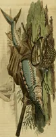 Picture 30 of 40 from The Repository of arts, literature, commerce, manufactures, fashions and politics (1809), leaf 355