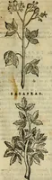 An illustration from Rerum medicarum Novae Hispaniae thesaurus, seu, Plantarum animalium mineralium Mexicanorum historia (1651)