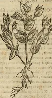 An illustration from Rerum medicarum Novae Hispaniae thesaurus, seu, Plantarum animalium mineralium Mexicanorum historia (1651)