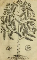 Picture 49 of 812 from Rerum medicarum Novae Hispaniae thesaurus, seu, Plantarum animalium mineralium Mexicanorum historia (1651), leaf 102