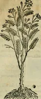 An illustration from Rerum medicarum Novae Hispaniae thesaurus, seu, Plantarum animalium mineralium Mexicanorum historia (1651)