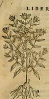 Picture 52 of 812 from Rerum medicarum Novae Hispaniae thesaurus, seu, Plantarum animalium mineralium Mexicanorum historia (1651), leaf 108