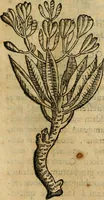 An illustration from Rerum medicarum Novae Hispaniae thesaurus, seu, Plantarum animalium mineralium Mexicanorum historia (1651)