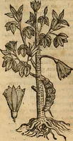 An illustration from Rerum medicarum Novae Hispaniae thesaurus, seu, Plantarum animalium mineralium Mexicanorum historia (1651)