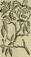 An illustration from Rerum medicarum Novae Hispaniae thesaurus, seu, Plantarum animalium mineralium Mexicanorum historia (1651)