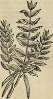 Picture 57 of 812 from Rerum medicarum Novae Hispaniae thesaurus, seu, Plantarum animalium mineralium Mexicanorum historia (1651), leaf 111