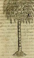 An illustration from Rerum medicarum Novae Hispaniae thesaurus, seu, Plantarum animalium mineralium Mexicanorum historia (1651)
