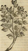 An illustration from Rerum medicarum Novae Hispaniae thesaurus, seu, Plantarum animalium mineralium Mexicanorum historia (1651)