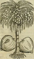 An illustration from Rerum medicarum Novae Hispaniae thesaurus, seu, Plantarum animalium mineralium Mexicanorum historia (1651)