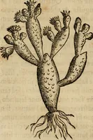 An illustration from Rerum medicarum Novae Hispaniae thesaurus, seu, Plantarum animalium mineralium Mexicanorum historia (1651)