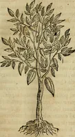 Picture 62 of 812 from Rerum medicarum Novae Hispaniae thesaurus, seu, Plantarum animalium mineralium Mexicanorum historia (1651), leaf 120