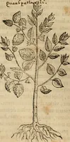 Picture 63 of 812 from Rerum medicarum Novae Hispaniae thesaurus, seu, Plantarum animalium mineralium Mexicanorum historia (1651), leaf 121