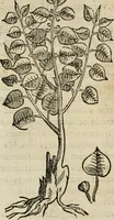 Picture 64 of 812 from Rerum medicarum Novae Hispaniae thesaurus, seu, Plantarum animalium mineralium Mexicanorum historia (1651), leaf 123