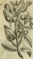 Picture 67 of 812 from Rerum medicarum Novae Hispaniae thesaurus, seu, Plantarum animalium mineralium Mexicanorum historia (1651), leaf 126