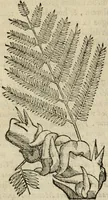 An illustration from Rerum medicarum Novae Hispaniae thesaurus, seu, Plantarum animalium mineralium Mexicanorum historia (1651)