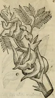 Picture 69 of 812 from Rerum medicarum Novae Hispaniae thesaurus, seu, Plantarum animalium mineralium Mexicanorum historia (1651), leaf 127