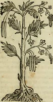 An illustration from Rerum medicarum Novae Hispaniae thesaurus, seu, Plantarum animalium mineralium Mexicanorum historia (1651)