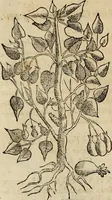 An illustration from Rerum medicarum Novae Hispaniae thesaurus, seu, Plantarum animalium mineralium Mexicanorum historia (1651)