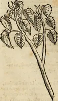An illustration from Rerum medicarum Novae Hispaniae thesaurus, seu, Plantarum animalium mineralium Mexicanorum historia (1651)