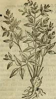 Picture 73 of 812 from Rerum medicarum Novae Hispaniae thesaurus, seu, Plantarum animalium mineralium Mexicanorum historia (1651), leaf 132