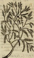 An illustration from Rerum medicarum Novae Hispaniae thesaurus, seu, Plantarum animalium mineralium Mexicanorum historia (1651)
