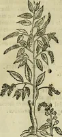 An illustration from Rerum medicarum Novae Hispaniae thesaurus, seu, Plantarum animalium mineralium Mexicanorum historia (1651)