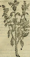 Picture 76 of 812 from Rerum medicarum Novae Hispaniae thesaurus, seu, Plantarum animalium mineralium Mexicanorum historia (1651), leaf 138