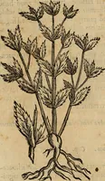 An illustration from Rerum medicarum Novae Hispaniae thesaurus, seu, Plantarum animalium mineralium Mexicanorum historia (1651)