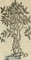 An illustration from Rerum medicarum Novae Hispaniae thesaurus, seu, Plantarum animalium mineralium Mexicanorum historia (1651)
