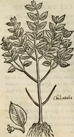 An illustration from Rerum medicarum Novae Hispaniae thesaurus, seu, Plantarum animalium mineralium Mexicanorum historia (1651)
