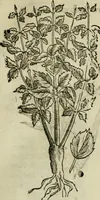 An illustration from Rerum medicarum Novae Hispaniae thesaurus, seu, Plantarum animalium mineralium Mexicanorum historia (1651)