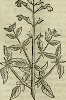 An illustration from Rerum medicarum Novae Hispaniae thesaurus, seu, Plantarum animalium mineralium Mexicanorum historia (1651)