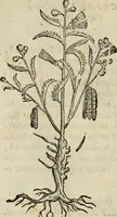 Picture 85 of 812 from Rerum medicarum Novae Hispaniae thesaurus, seu, Plantarum animalium mineralium Mexicanorum historia (1651), leaf 145