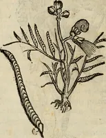 An illustration from Rerum medicarum Novae Hispaniae thesaurus, seu, Plantarum animalium mineralium Mexicanorum historia (1651)