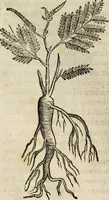 An illustration from Rerum medicarum Novae Hispaniae thesaurus, seu, Plantarum animalium mineralium Mexicanorum historia (1651)