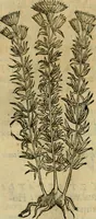An illustration from Rerum medicarum Novae Hispaniae thesaurus, seu, Plantarum animalium mineralium Mexicanorum historia (1651)