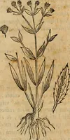 An illustration from Rerum medicarum Novae Hispaniae thesaurus, seu, Plantarum animalium mineralium Mexicanorum historia (1651)