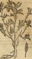 An illustration from Rerum medicarum Novae Hispaniae thesaurus, seu, Plantarum animalium mineralium Mexicanorum historia (1651)
