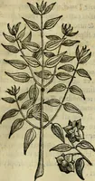 An illustration from Rerum medicarum Novae Hispaniae thesaurus, seu, Plantarum animalium mineralium Mexicanorum historia (1651)